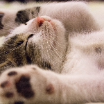 小V的異想世界's avatar